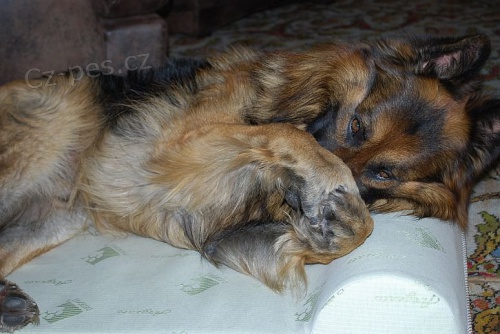 Orthopet - zdravotn� matrace a deky s magnetoterapi�