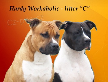 Americk� staford�irsk� teri�r - �t���tka 07/2012