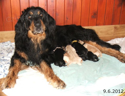 �t��ata hovawarta