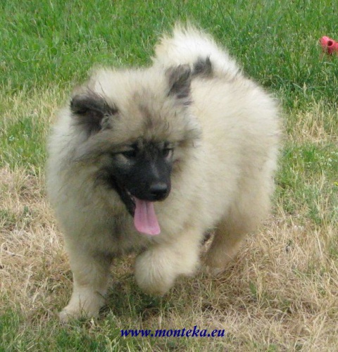 keeshond, n�meck� �pic vl��