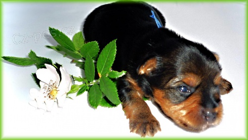 �t�n� york��ra za vysv�d�en�