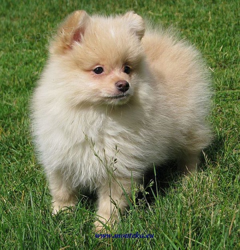 n�meck� �pic mal� 