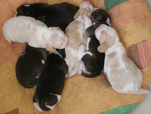 �t��ata beagle s PP