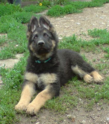 Prod�m n�meck�ho ov��ka s PP