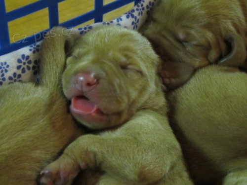 Ma�arsk� oha� kr�tkosrst�-�t��ata