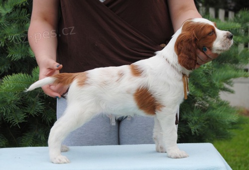 �rsky �ervenobiely seter - �te�at�