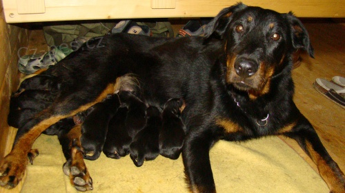 Nab�z�m �t��ata  bez PP