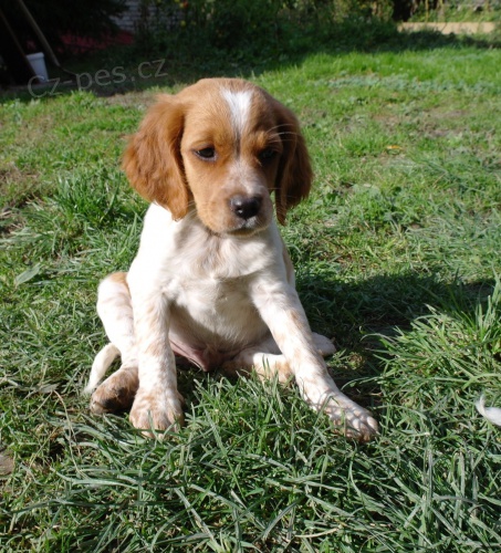 �t��ata breta�sk�ho oha�e s PP