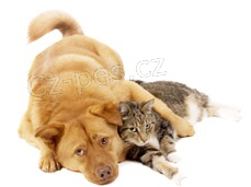 V�cvik ps� v�ech ras, p�sobnost z cel� �R