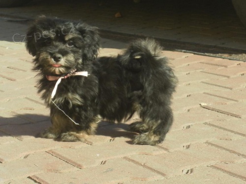 Havansk� ps�k (bi�onek)