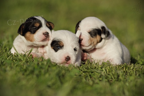 Parson Russell teri�r - �t���tka s PP