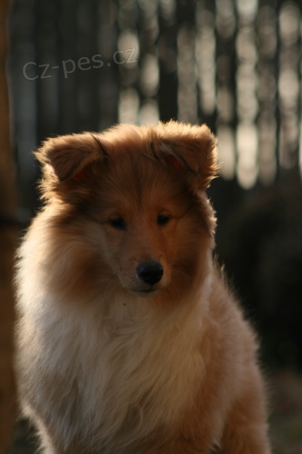 Kolie dlouhosrst� - zlat�