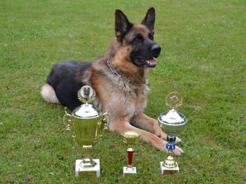 N�meck� ov��k s PP - nab�dka kryt�