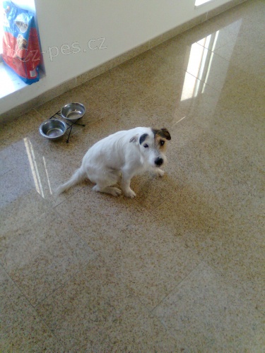 kryt� parson russel teri�ra