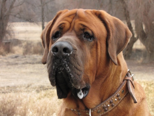 Tosa inu - z�znamy na �t��ata