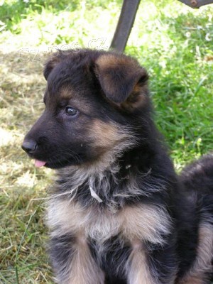 Prod�m �t��ata NO- pejsci