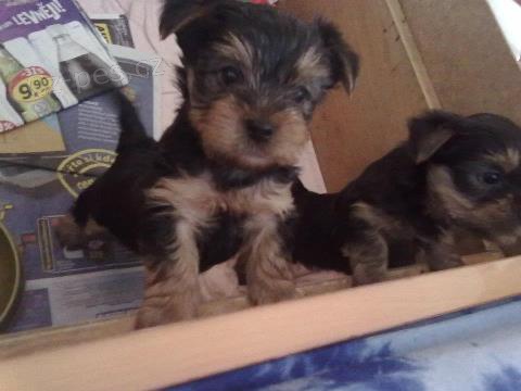 Prod�m pejska Jork��ra