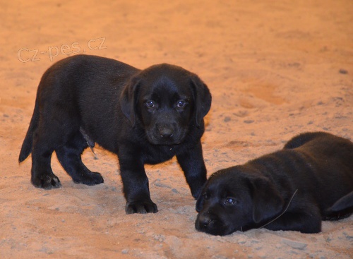 �t�n�tka labradora