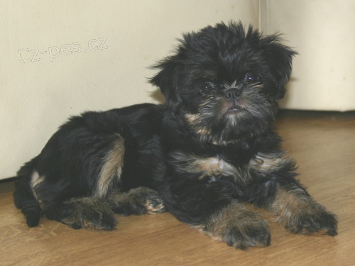 Grifonek - kr�sn� �t���tka na prodej