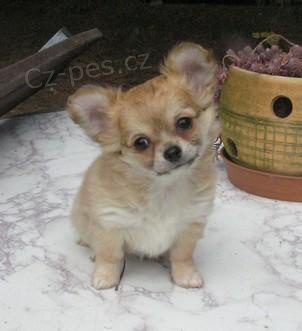 �ivava dlouhosrst�