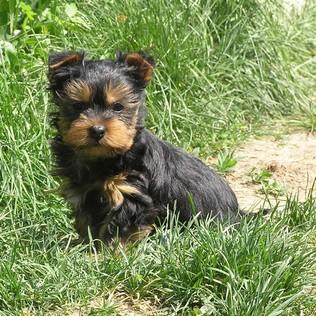 Australsk� silky teri�r