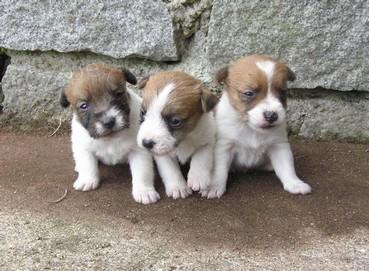 Jack Russell teri�r