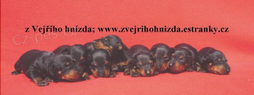 �t���tka manchester terieru