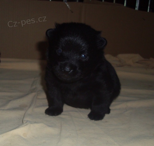 �iperka-�t���tka