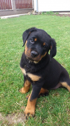 �t�n� rotvajler