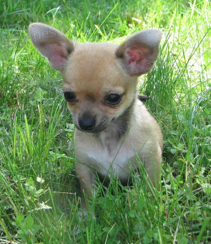 �ivava kr�tkosrst�