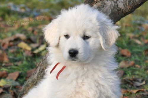 Slovensk� �uva� - �t��ata s PP