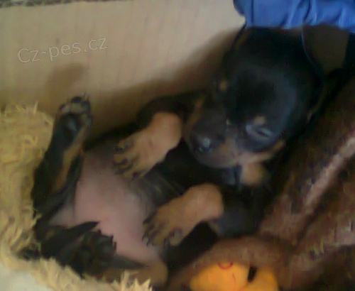 Prod�m �t���tka 