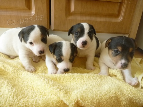 Prod�m �t���tka JRT