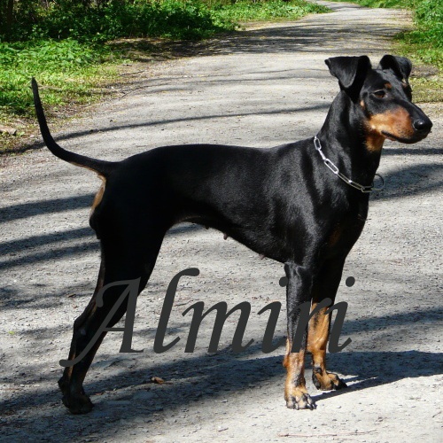 �t��ata manchester teri�ra