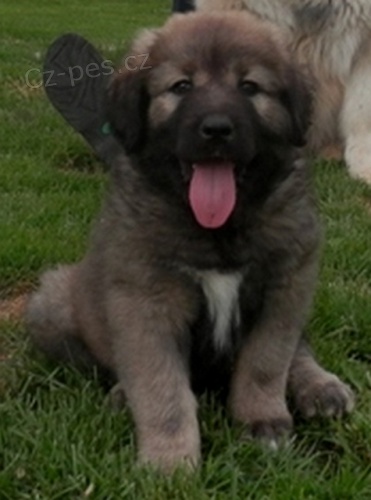 Kavkazsk� pasteveck� pes