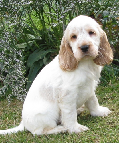 Anglick� kokr�pan�l-