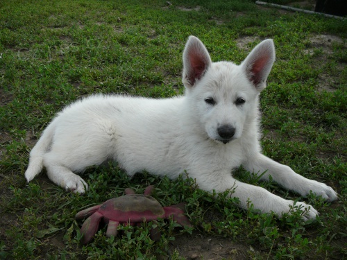 B�l� �v�carsk� Ov��k