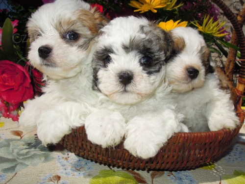 Bolo�sk� ps�k barevn�