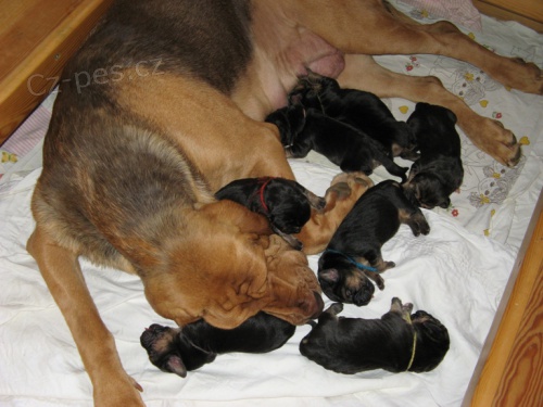 Bloodhound �t��ata