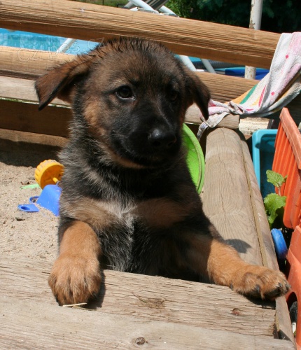 Prod�m fenky n�m. ov��ka