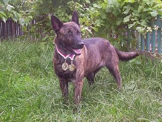 Holandsk� ov��k