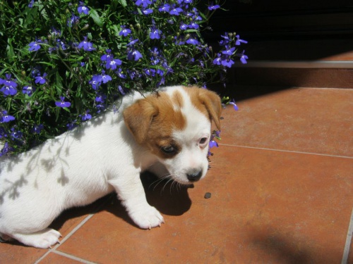 Hol�i�ka Jack Russell Terier s PP