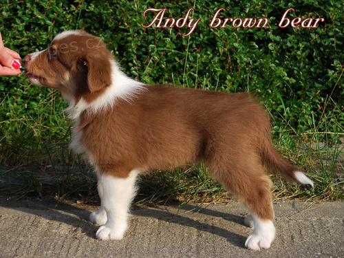 australsk� ov��k �t��ata s PP ji� k odb�ru