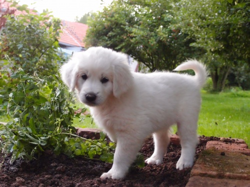 Slovensk� �uva� - �t��ata s PP