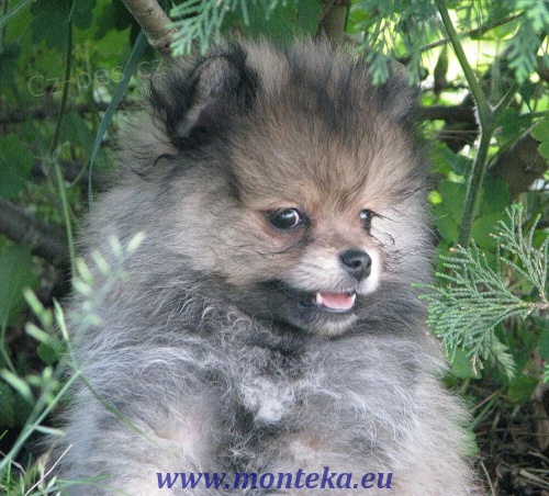 n�meck� �pic mal� , trpasli�� / pomeranian