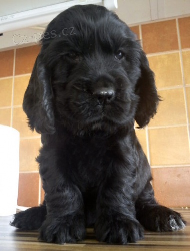 Anglick� kokr�pan�l- pejsek s PP