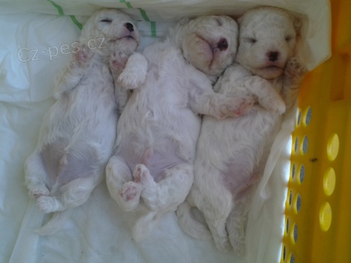 �t���tka Bi�onka fris�