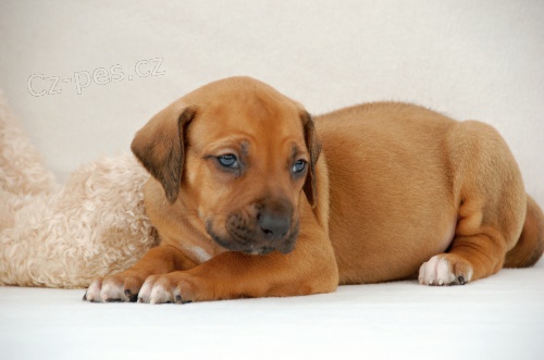 N�DHERN� �T���TKA RR