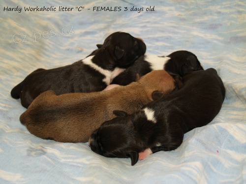 Americk� staford��rsk� teri�r - �t���tka