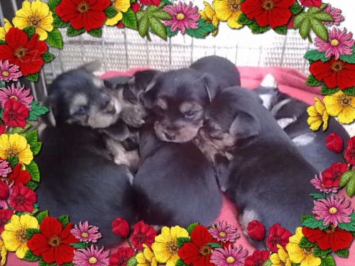 Jork��rsk� Terri�r s pr�kazem p�vodu